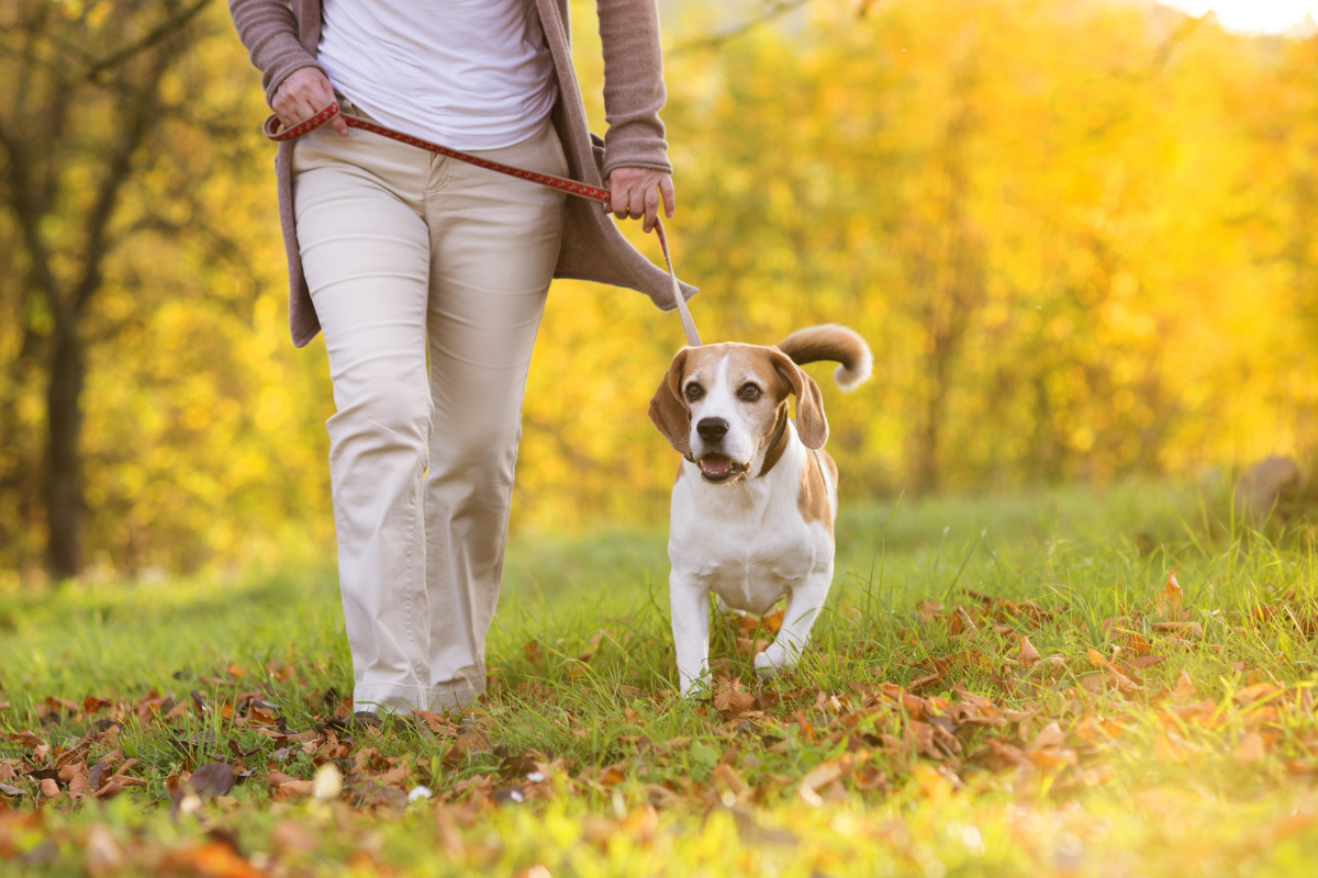 Dog friendly walking routes Solihull.